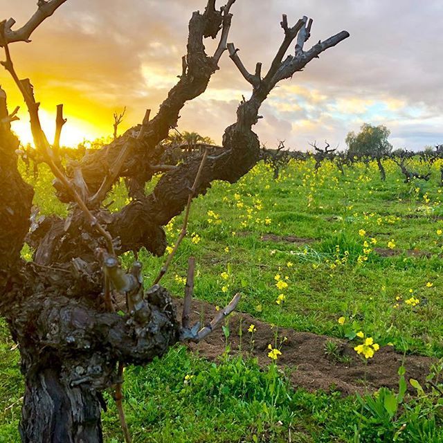 a tree in a field with flowers and a sunset in the background