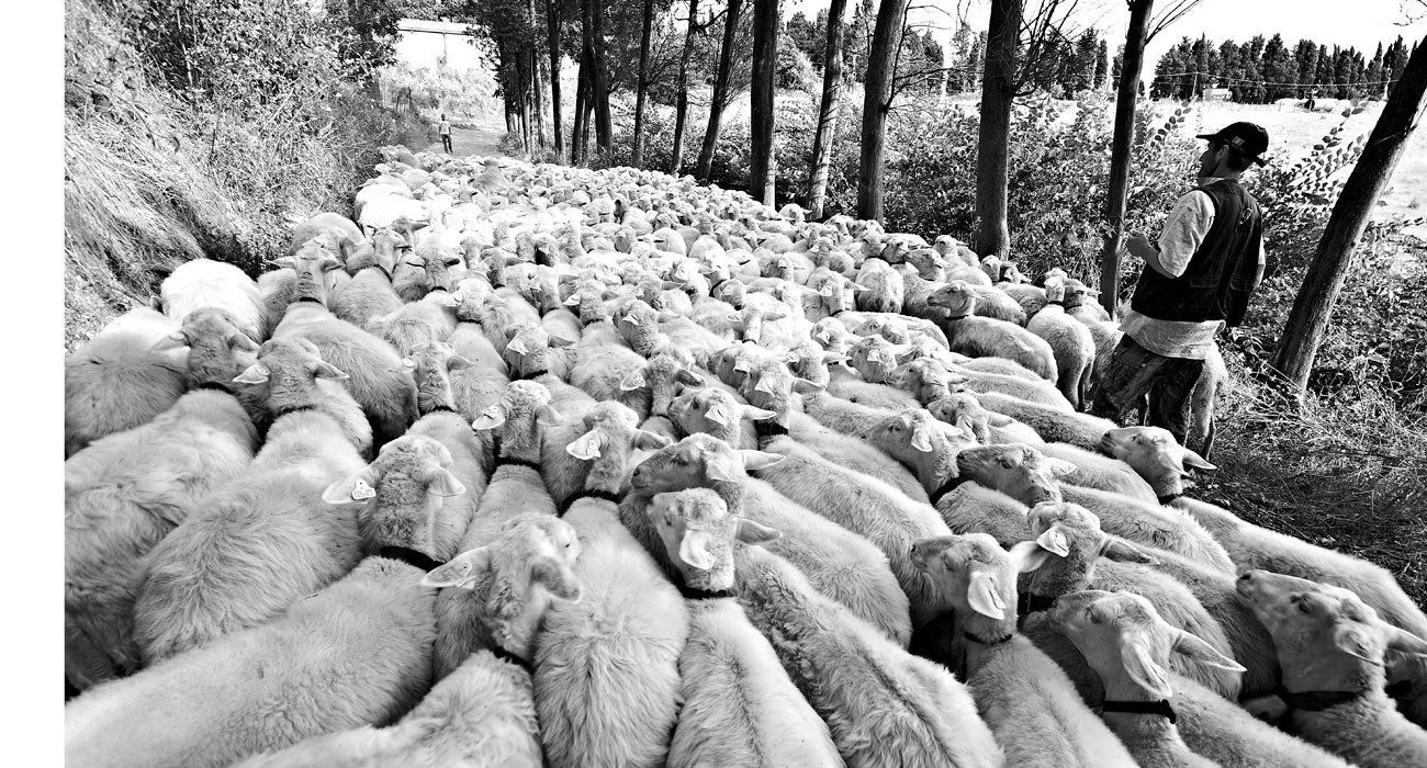 a black and white photo of a herd of sheep being herded by a man .