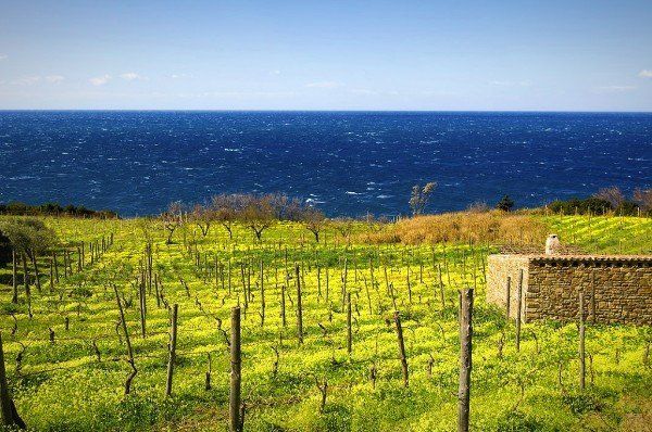 a vineyard with a fence in the foreground and the ocean in the background .