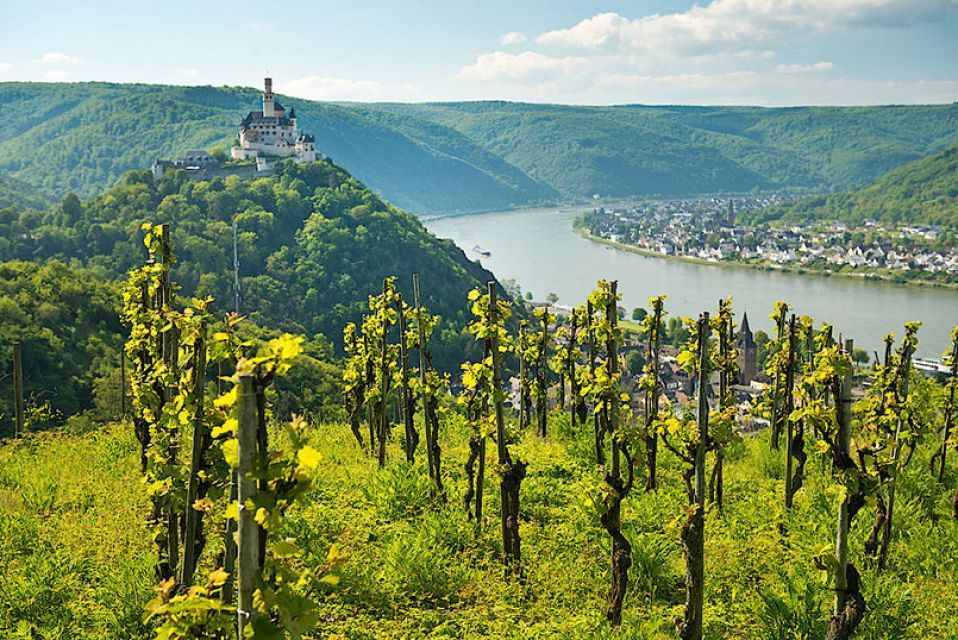 a vineyard on a hill overlooking a river with a castle in the background .
