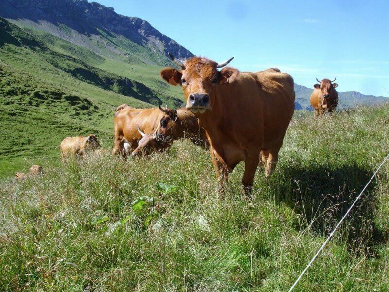 a herd of brown cows standing in a grassy field