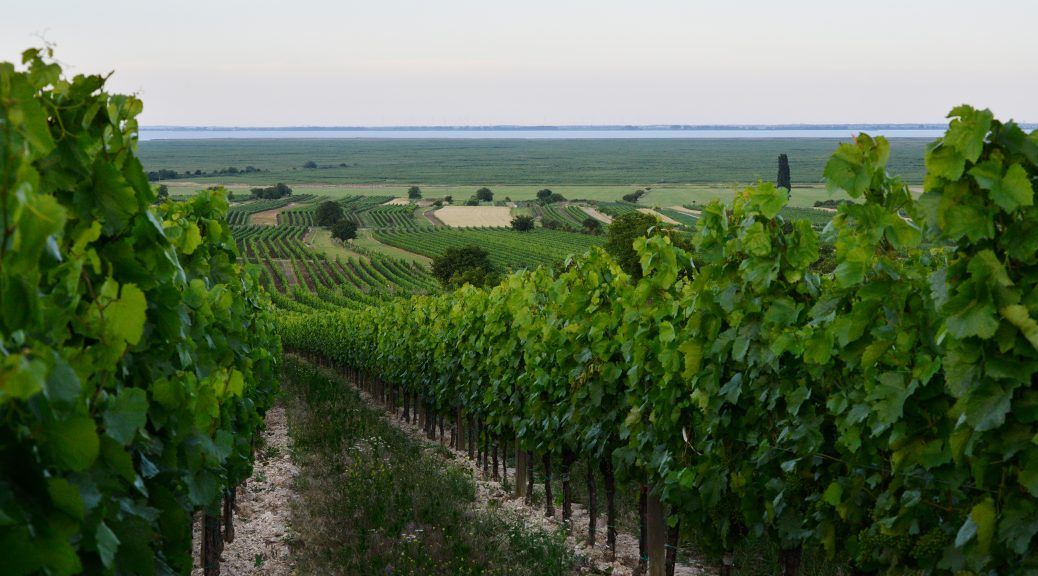 a view of a vineyard with a body of water in the background .