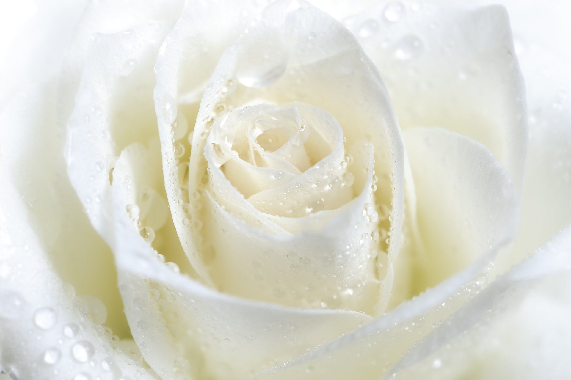 Divine-Power-Healing-Rose-Beatrice-Graf-Soul-Lounge
