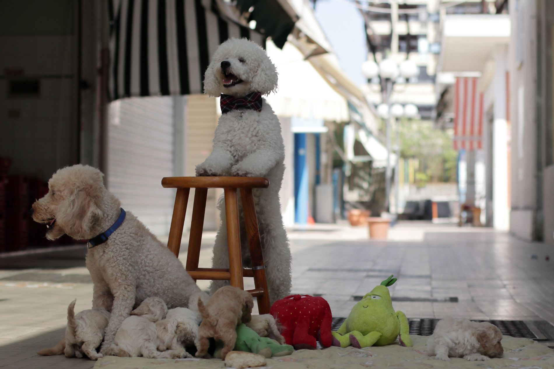 foto di cani