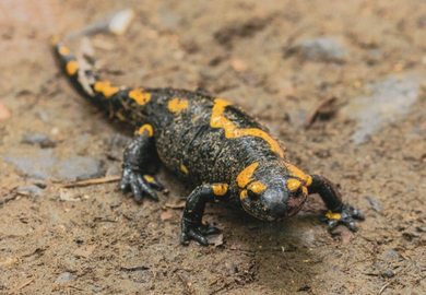 Feuersalamander online-vet.net