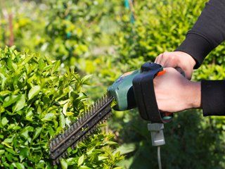 Trimming Bushes
