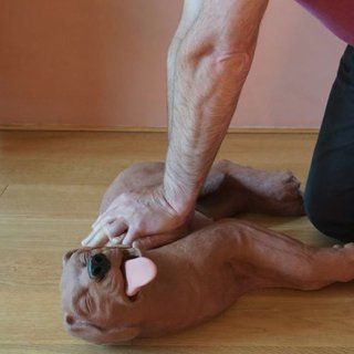 pet first aid