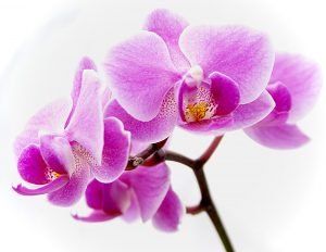 Ligation — Purple Flower in Lima, OH Ligation — Purple Flower in Lima, OH
