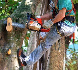 dangerous tree removal