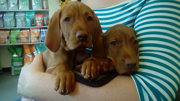 Vizsla