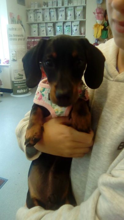 Dachshund