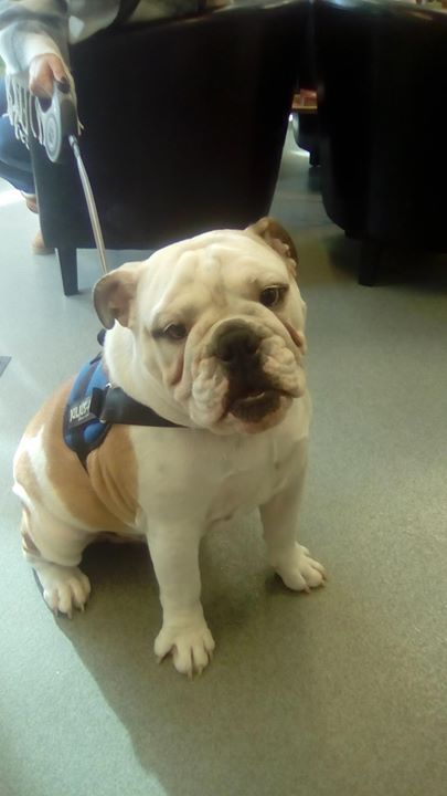 French Bulldog