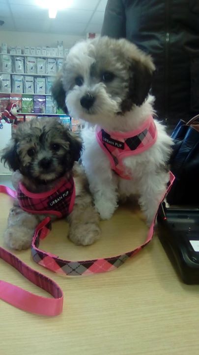 Shih-poo