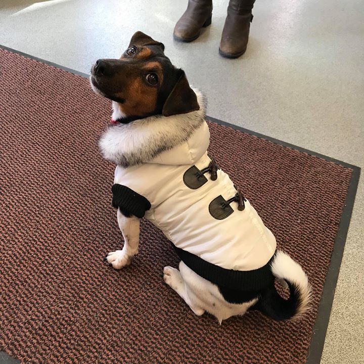Jack Russell