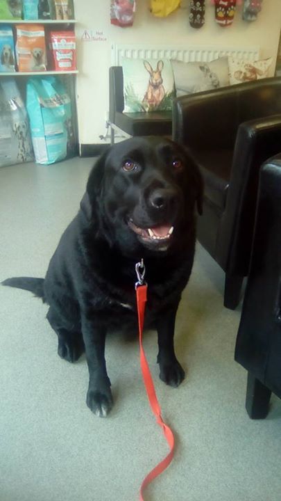 Labrador