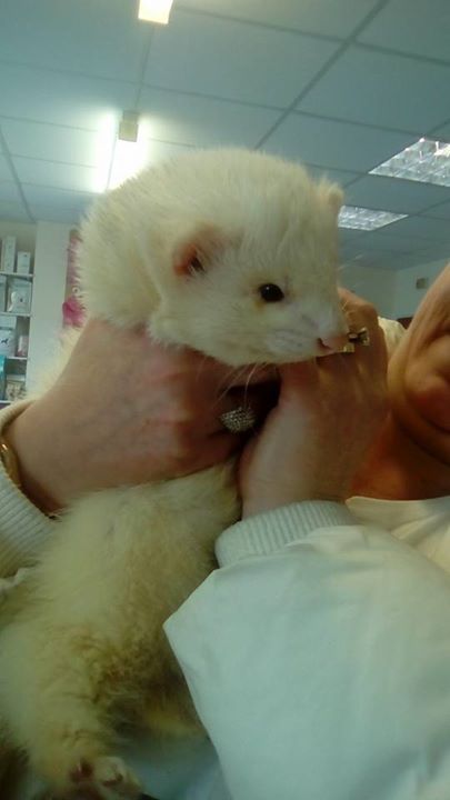 hamster