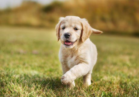 puppy