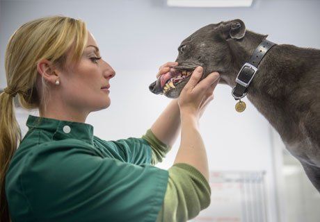 dental check