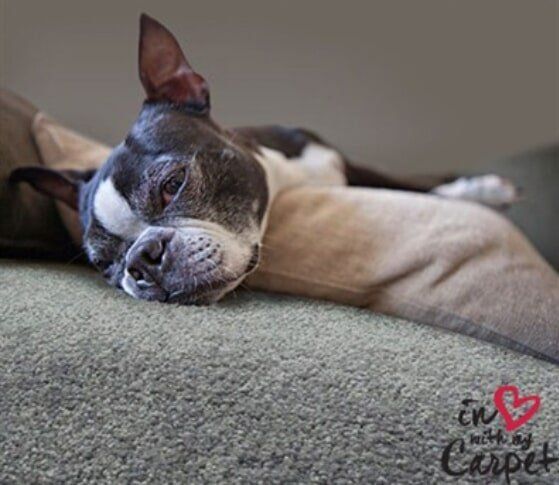 Dog in Carpet — Carpet & Floor Installer in Garbutt, QLD Brown Vinyl — Carpet & Floor Installer in Garbutt, QLD Dog in Carpet — Carpet & Floor Installer in Garbutt, QLD Brown Vinyl — Carpet & Floor Installer in Garbutt, QLD