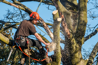 Worker cutting tree branch - Tree Removal - Newport News VA Worker cutting tree branch - Tree Removal - Newport News VA