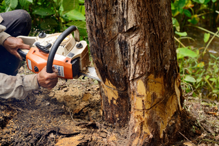 Worker cutting down tree - Tree Services - Newport News VA Worker cutting down tree - Tree Services - Newport News VA