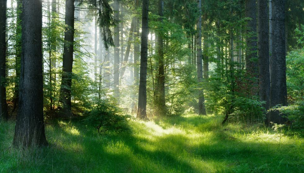 foresta di alberi di abete europeo