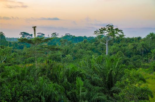 foresta africana