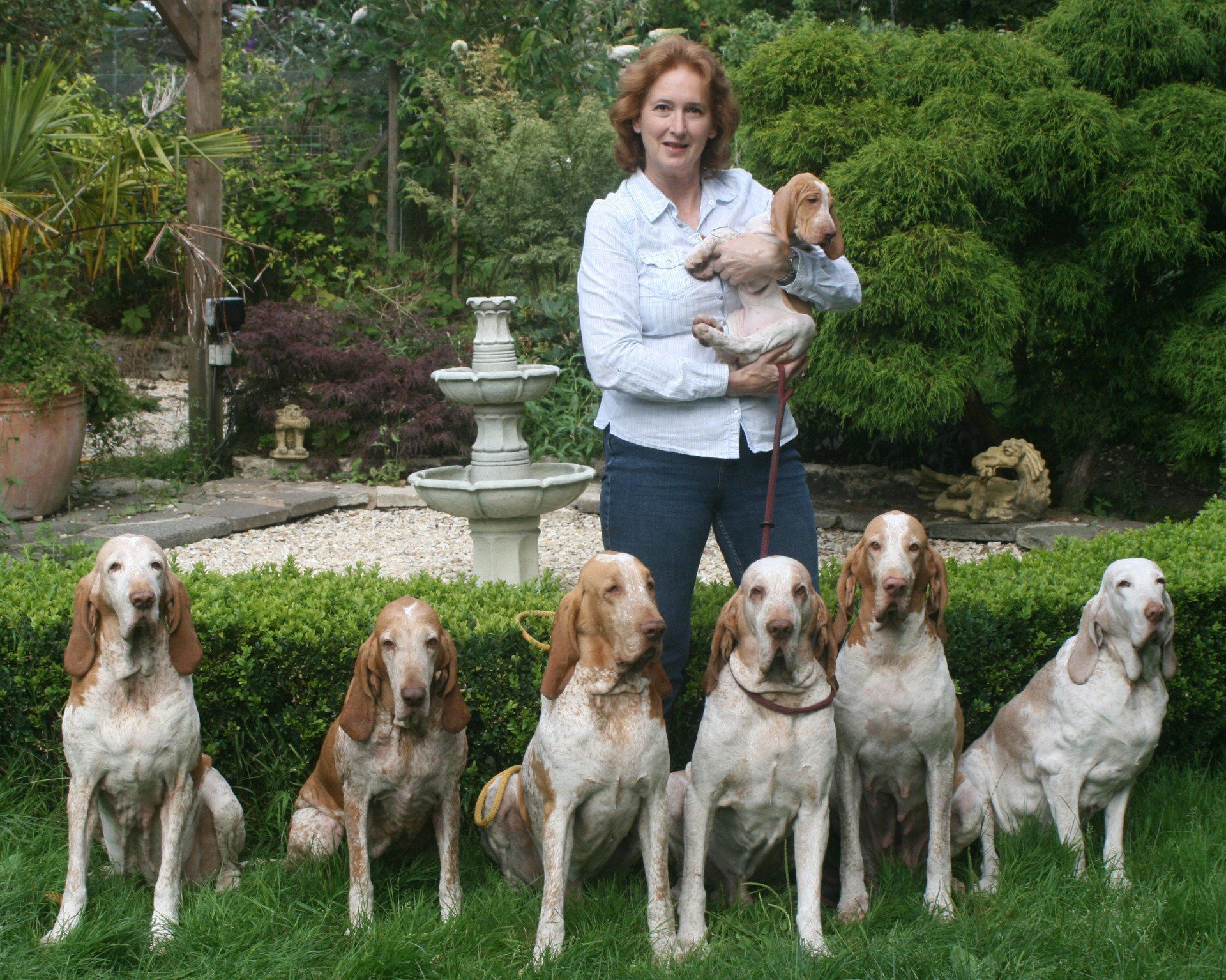 Welcome to Bonario Bracchi Italiani I hope you enjoy your visit and learn a little about my dogs.   I have been involved in the dog world for nearly 40 years now and have enjoyed many of the canine pursuits both as a pastime and as a competitor. My dogs have been placed in both Working competition and Agility; have achieved their KC Good Citizen Gold. Their successes in the show ring can be seen on their individual pages. On a personal level I have judged both Bracchi and Spinoni at Championship level and passed to award CC’s in both. I have also judged the Gundog group at Open level. I am very proud and honoured to be judging Spinoni at Crufts in 2020 and Bracchi in 2022.  But first and foremost I am proud to be an owner of and to be owned by such an ancient and noble breed. My love of animals in general and dogs in particular has always been there, as a child I would beg to be allowed to exercise my neighbours and friends dogs. Our first family dog was a Boxer x Dalmatian, his name was Rebel and if ever a name suited a dog it was him. I have also owned a Labrador, a Cocker, a Great Dane and an Irish Wolfhound. In 1986 the first of many Spinoni, an Abbeystag from the late Sheila Gray, joined us and our kennel name Bonario was granted by the KC.  I knew Liz and Jonathan Shaw (Sentling) through the Spins and had admired their Bracchi. It was 1998 when I first started looking into the breed, watching ringside and learning all I could about them. Yes, they had much in common with the Spins but they seemed to have a bit more about them, mentally and physically. As I enjoy other canine pursuits they seemed to fit my ideal, an added bonus was their appearance; I still find them one of the most beautiful breeds to watch and their movement, the 'trotto spinto' can take your breath away. Having made the decision and spoken to Liz and Jonathan I was then to wait until 2001 for my fabulous Riley, Sentling Acquaro at Bonario, to arrive.  Now, in 2020, I have 7 Bracchi, the youngest three being my fourth generation. In them we see Gt Grandsire Riley, Gt Grandmother Nuala & Grandmother Sorcha, keeping their memories alive. In '14 we lost Reuben our stunning Italian import at only 2 years old, such a tradgedy and a great loss to the UK gene pool, hopefully that will be remedied this year as we have his semen. I am also proud to have provided the foundation bitches for several kennels - Primo in Ireland, Laumidorn and Madreliath in the UK.  I travel to Italy as frequently as possible to see Bracchi in their country of origin, both in the working environment and in the show ring. My aim is to continue to learn about the breed and its bloodlines thereby ensuring my stock retains its working ability whilst conforming to the Italian standard and to that end we have, over the years, imported three males to the UK each bringing new lines. Also taking Sorcha to Italy to mate her bringing in new lines again.