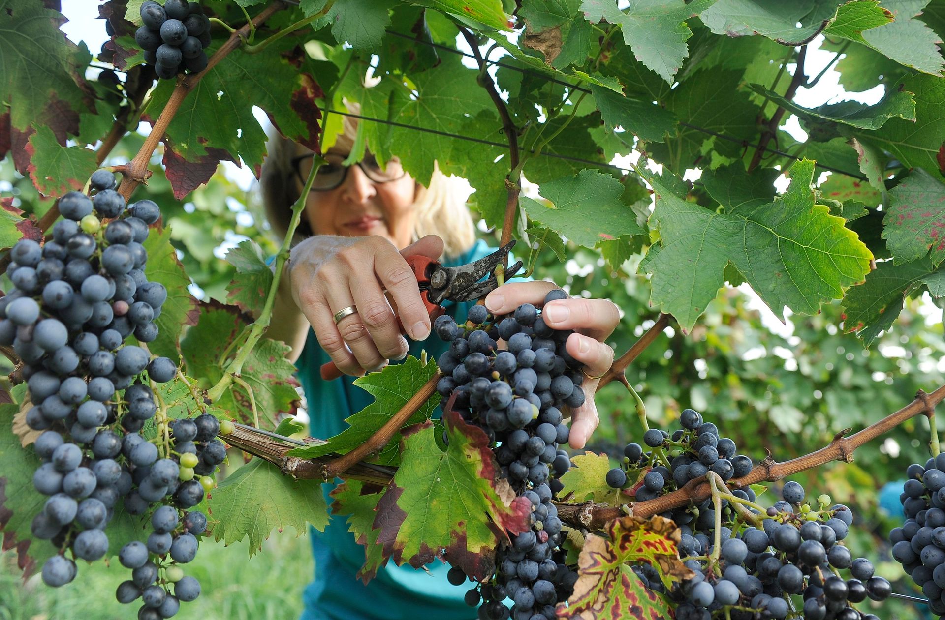 Eine Frau pflückt Trauben von einem Weinstock.