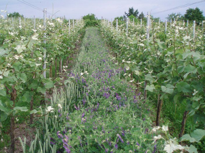 Ein Weinberg voller Pflanzen und Blumen