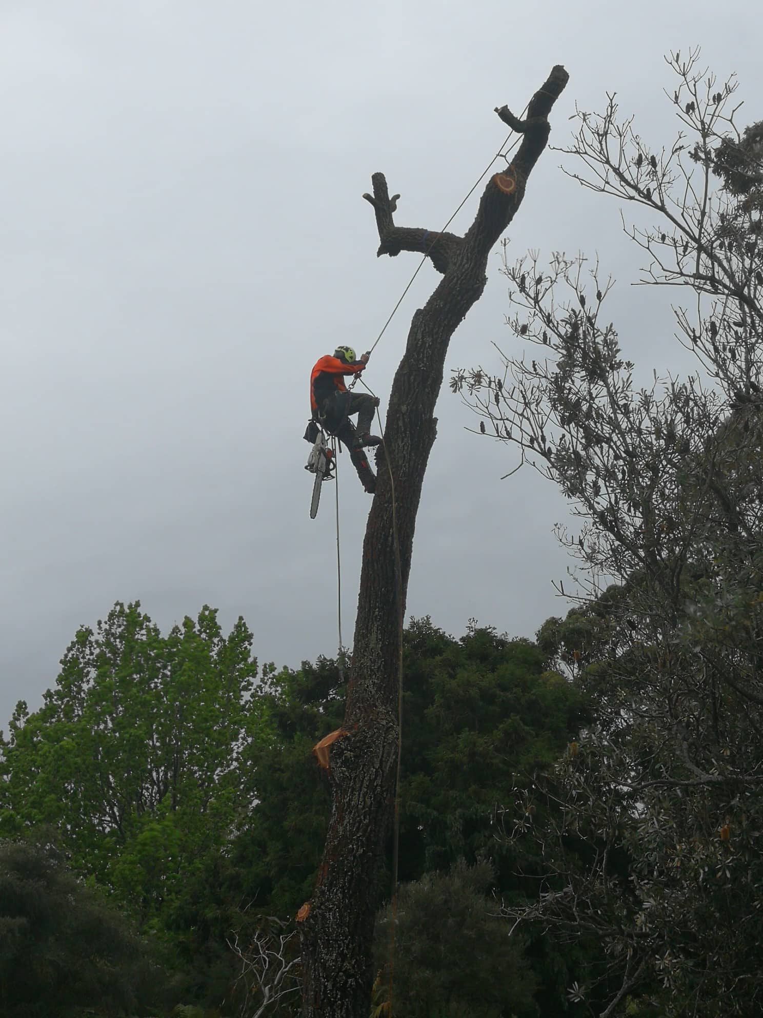 A man is climbing a tree with a chainsaw