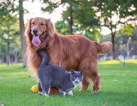 Pet Handler — Cat and Dog Playing on Grass in Montana City, MT Pet Handler — Cat and Dog Playing on Grass in Montana City, MT