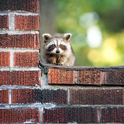 Pest Removal - Nick's Chimney Service & Duct Cleaning - Richfield, MN
