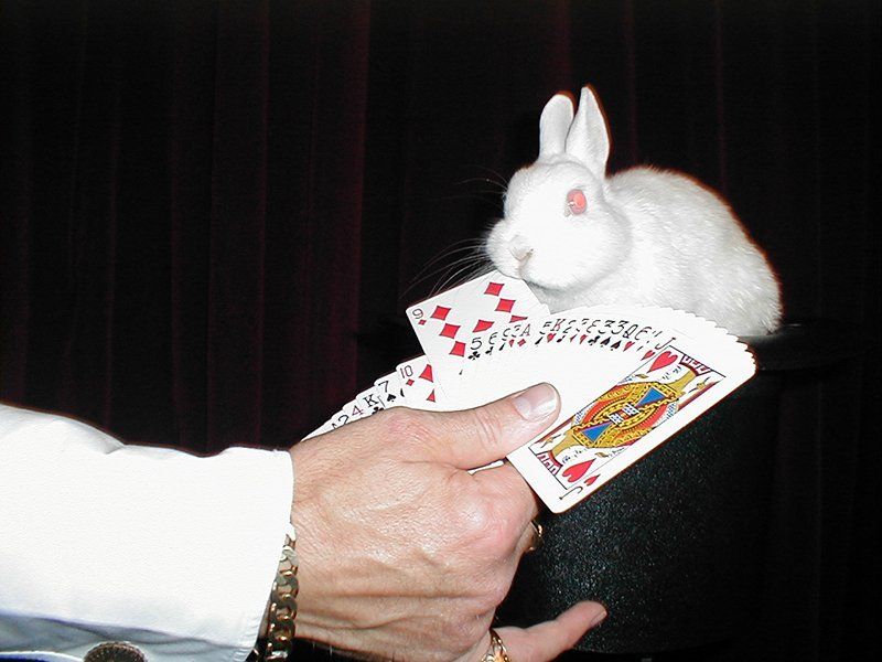 a rabbit