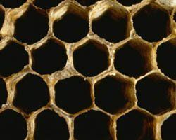 bee hive