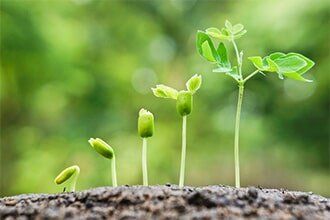 Growing Baby Plants - Gardening in Springfield, IL Growing Baby Plants - Gardening in Springfield, IL