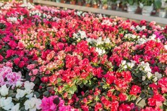 Azalea in Greenhouse - Indoor Flowers in Springfield, IL Azalea in Greenhouse - Indoor Flowers in Springfield, IL