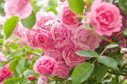Roses, Pleasant Nursery, Springfield, IL