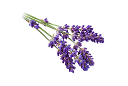 scent