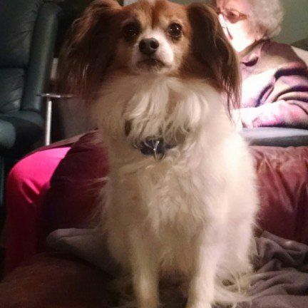 Brown and white Dog - Janice's Critter Care in Federal Way, WA