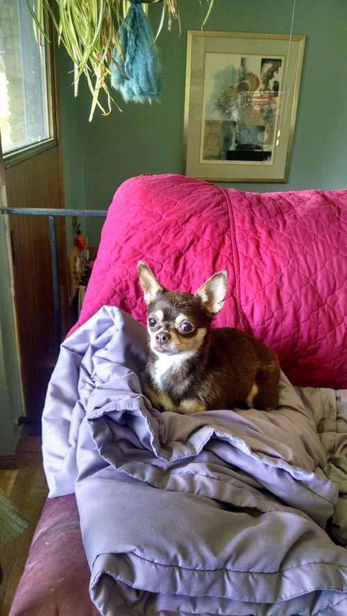 Dog in the bed - Janice's Critter Care in Federal Way, WA
