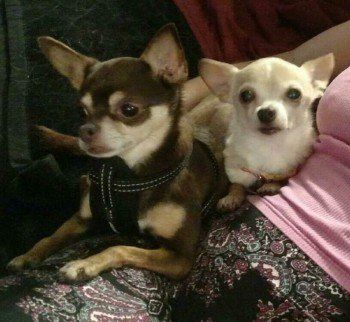 Two Pinscher - Pet Care in Federal Way, WA Two Pinscher - Pet Care in Federal Way, WA