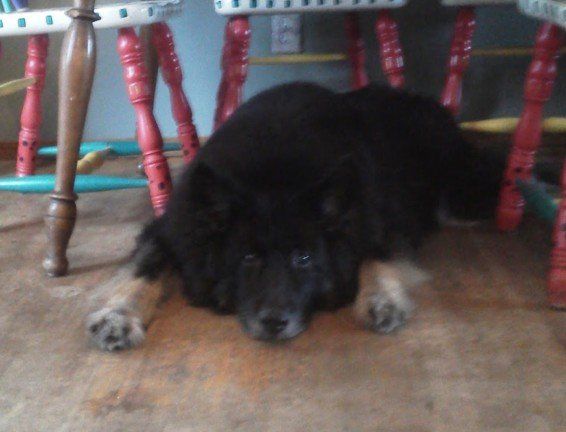 Black Dog - Janice's Critter Care in Federal Way, WA