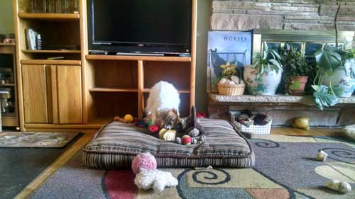Dog Playing - Janice's Critter Care in Federal Way, WA