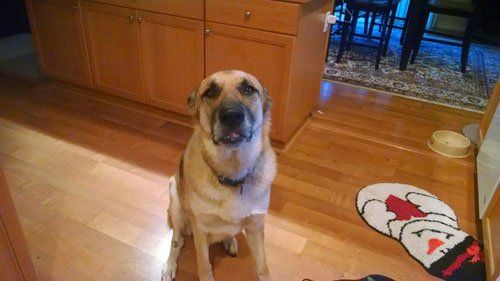 Brown Dog - Janice's Critter Care in Federal Way, WA
