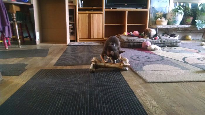 Dog playing his toy bone - Janice's Critter Care in Federal Way, WA