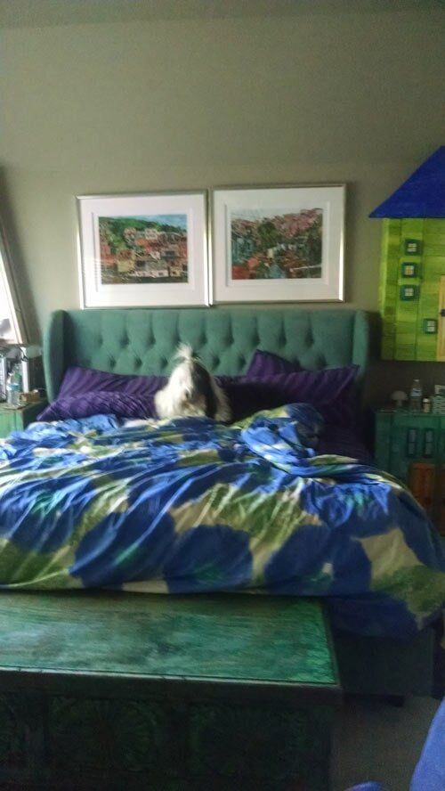 Dog in the bed - Janice's Critter Care in Federal Way, WA