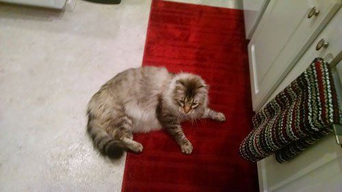 Cat - Janice's Critter Care in Federal Way, WA