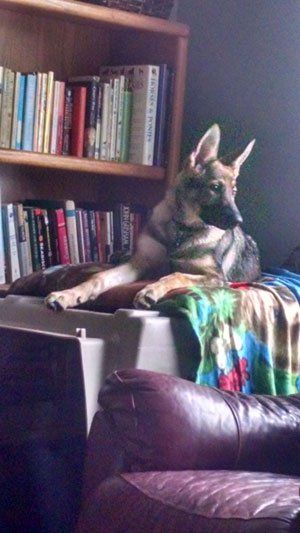 K9 Dog - Janice's Critter Care in Federal Way, WA