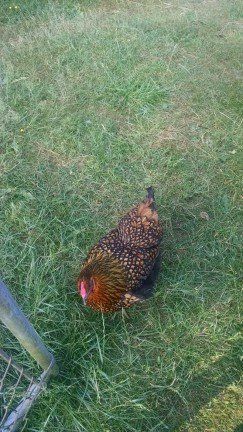 Hen - Janice's Critter Care in Federal Way, WA